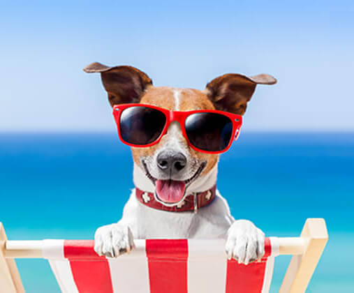 Thing To Do Pet Friendly